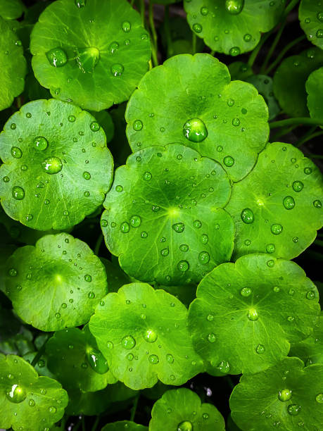 istock Gotu kola leaves with water drops on Flat lay. Nature concept 1090487888