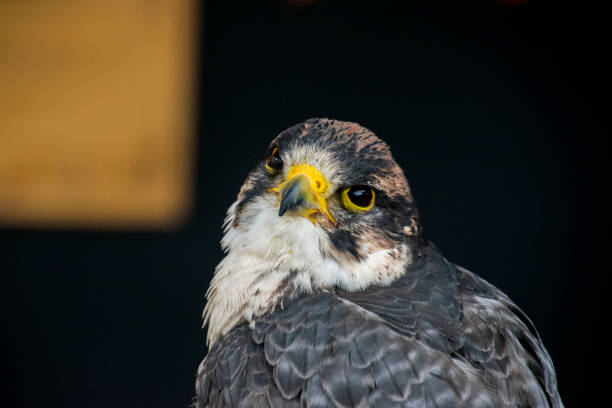 istock portrait of wild animal 1090491274