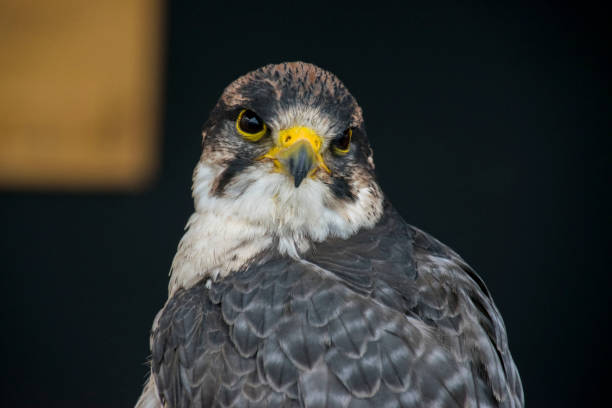 istock portrait of wild animal 1090491636