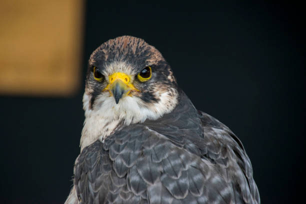 istock portrait of wild animal 1090491698