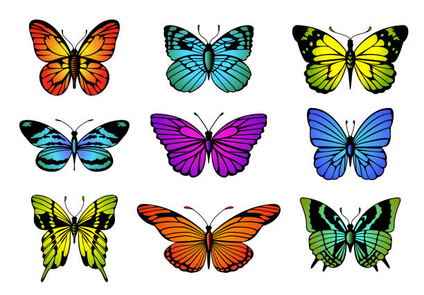 istock Collection of colorful butterflies. Vector butterfly set. 1090491998