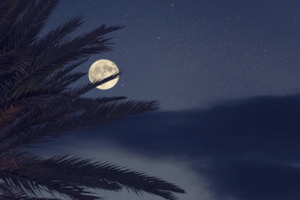 istock Silhouette of palm tree on the night sky background. 1090494252