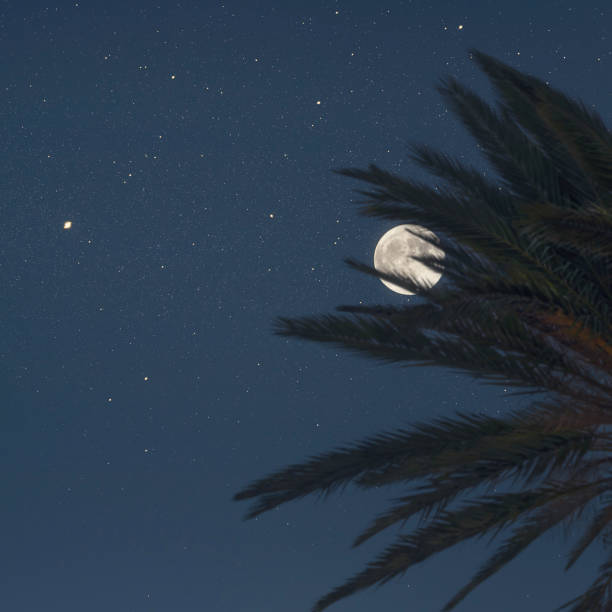 Silhouette of palm tree on the night sky background.  Concept