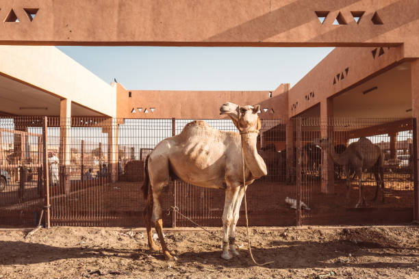 lokalen kamelmarkt in al ain, vereinigte arabische emirate - dubai united arab emirates traditional culture camel stock-fotos und bilder