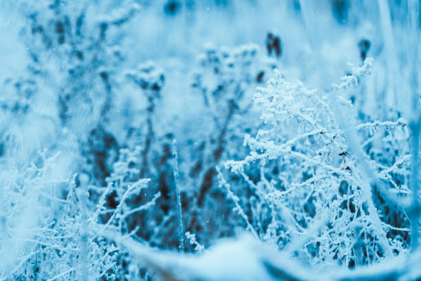 istock frozen plants in hoarfrost in winter afternoon 1090496764