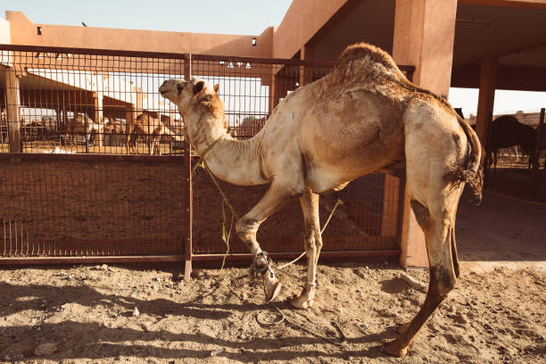 lokalen kamelmarkt in al ain, vereinigte arabische emirate - dubai united arab emirates traditional culture camel stock-fotos und bilder