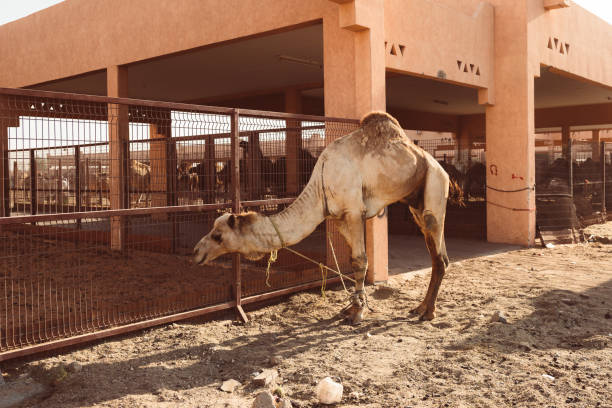 lokalen kamelmarkt in al ain, vereinigte arabische emirate - dubai united arab emirates traditional culture camel stock-fotos und bilder