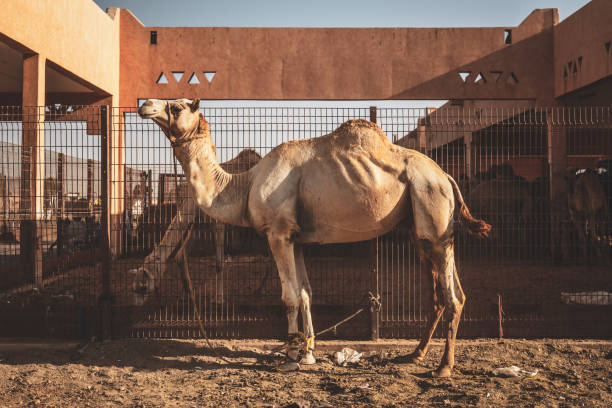 lokalen kamelmarkt in al ain, vereinigte arabische emirate - dubai united arab emirates traditional culture camel stock-fotos und bilder