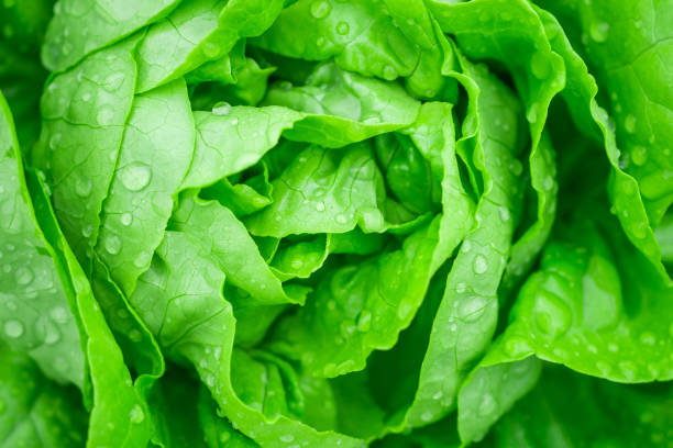 primo piano foglie verdi biologiche fresche impianto di insalata di lattuga in impianto di allevamento di verdure idroponics - healthy eating macro vegetable farm foto e immagini stock