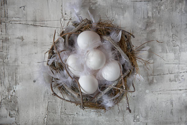 istock Chicken white eggs in nest with feathers on light background 1090500356