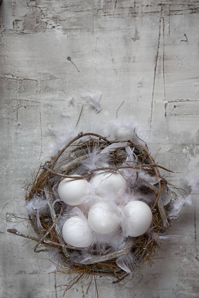 istock Chicken white eggs in nest with feathers on light background 1090500358
