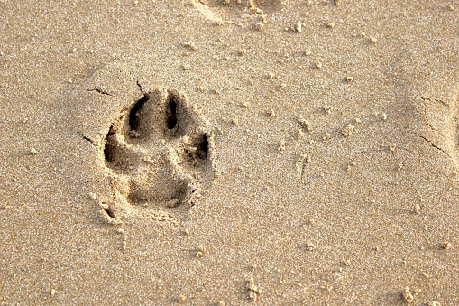 Dog's paw print in sand.