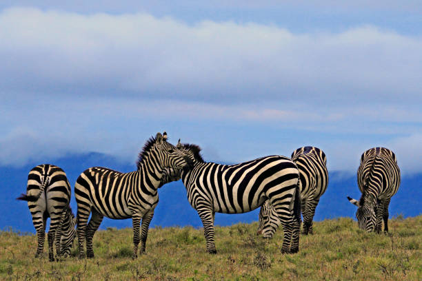 Group of Striped Zebras grazing early morning at Ngorongoro Crater