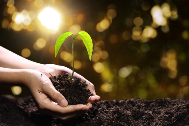 istock Hands holding and caring a green young plant 1090504450