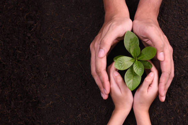 people's hands cupping protectively around young plant - earth globe mother child imagens e fotografias de stock