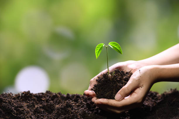 istock Hands holding and caring a green young plant 1090504550