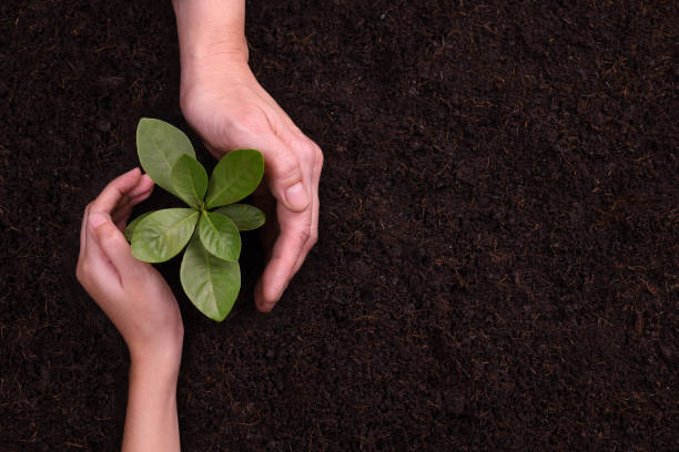 istock People's hands cupping protectively around young plant 1090504566
