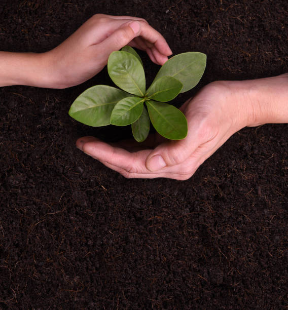 istock People's hands cupping protectively around young plant 1090504570