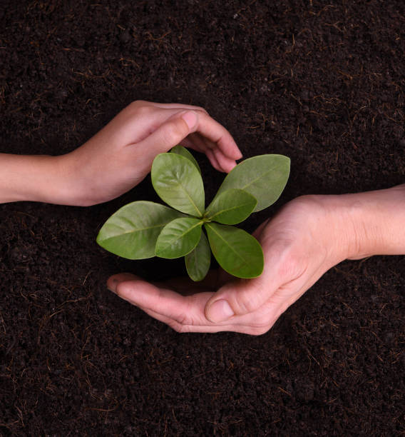 istock People's hands cupping protectively around young plant 1090504580