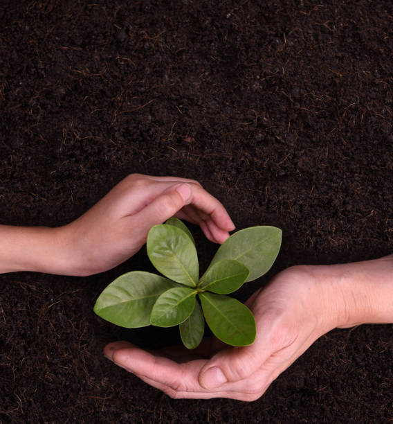 istock People's hands cupping protectively around young plant 1090504602