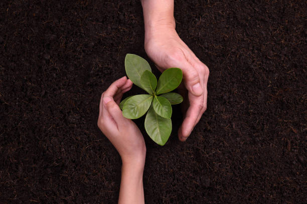 istock People's hands cupping protectively around young plant 1090504640