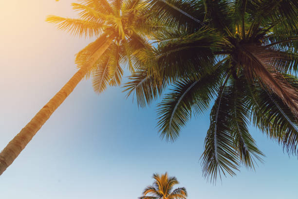istock Coconut palm tree at tropical coast with vintage tone 1090510734