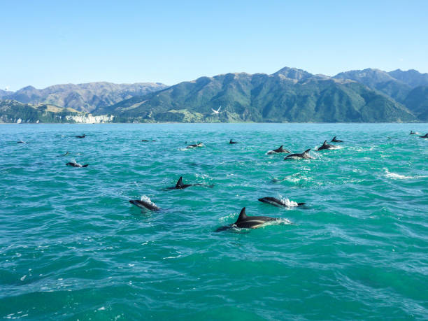 new zealand - delfine springen - marlborough region stock-fotos und bilder
