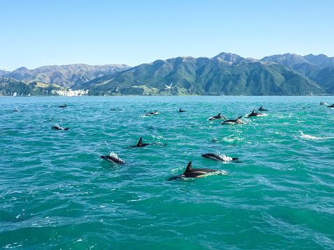 The common bottlenose dolphin, Tursiops truncatus, is a wide-ranging marine mammal of the family Delphinidae. Sea of Cortez. Loreto Bay National Marine Park, Baja California Sur, Mexico.