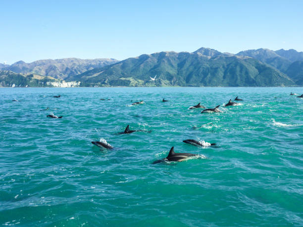 nova zelândia - saltando golfinhos - dolphin jumping sea animal - fotografias e filmes do acervo