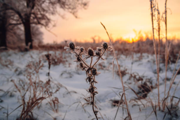 istock Frosted flowers in the sunset light 1090513618