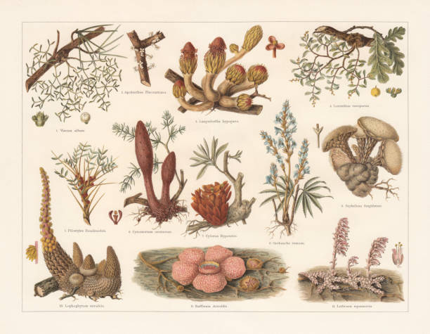 ilustraciones, imágenes clip art, dibujos animados e iconos de stock de plantas parásitas, cromolitografía, publicadas en 1897 - fungus roots