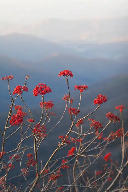 Red berries in foreground and Blue Ridge Mountains of North Carolina in background