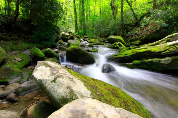 Rushing stream in the Great Smoky Mountains National Park