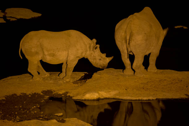 istock Rhinos drinking water at night under red lights 1090519788