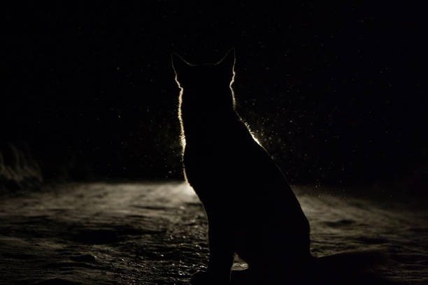 istock Dog silhouette in the headlights 1090520856