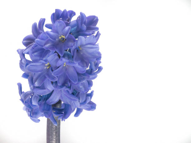 istock Hyacint blue star on white background 1090520864