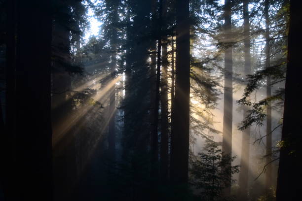 istock Redwood, Fog, and Light Rays 1090524082