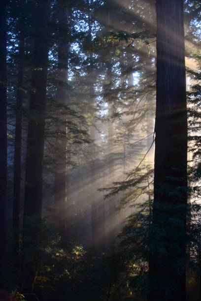 istock Redwood, Fog, and Light Rays 1090524092