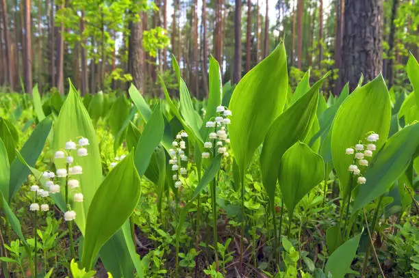 Blooming lilies of the valley in  sunny pine forest