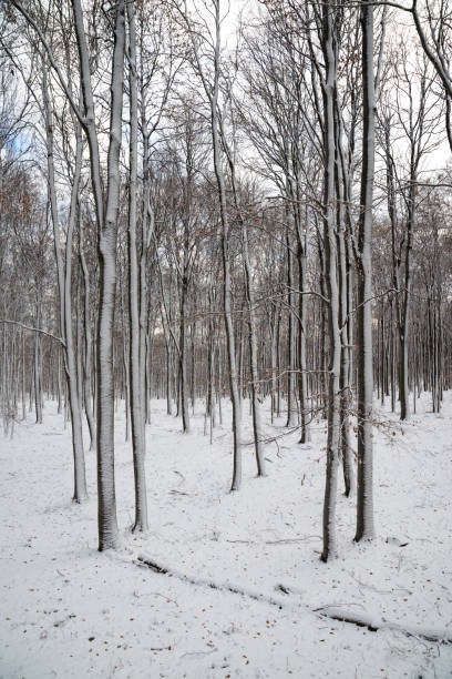istock beautiful snowy landscape 1090526040