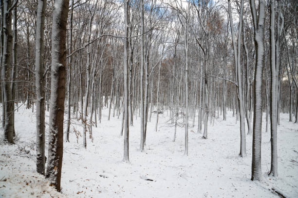 beautiful snowy landscapebeautiful snowy landscape