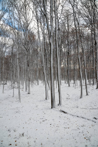 istock beautiful snowy landscape 1090526336