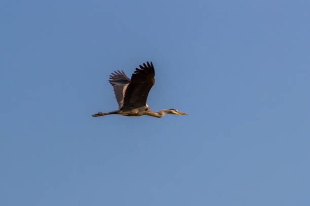 istock Grey heron flying, Matopos, Zimbabwe 1090526370