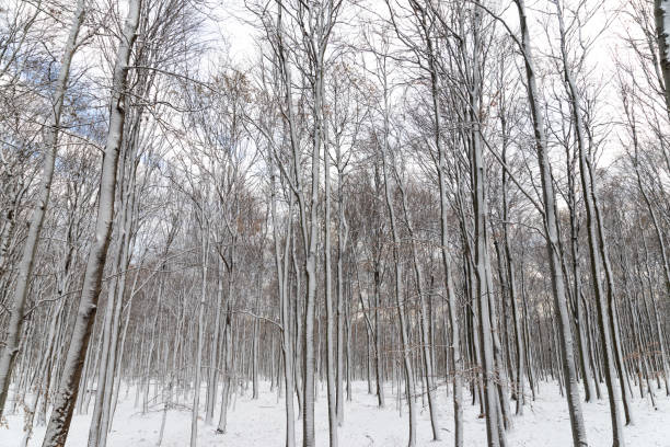 Winter landscape with snow-covered trees.