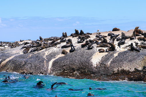 Nhóm Hải Cẩu Lông Cape Lớn Trong Tự Nhiên Hoang Dã Trên Đá Seal Island Gần Vịnh Hout Cape Town Nam Phi Arctocephalus Pusillus Còn Được Gọi Là Hải Cẩu Lông Nâu Động Vật Hoang Dã Tự Nhiên Hình ảnh Sẵn có - Tải xuống Hình ảnh Ngay ...
