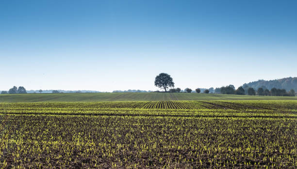 istock Cultivated land with fresh sprouts 1090526872