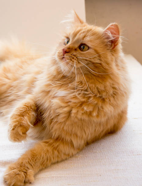 istock red cat hunter lying imposingly on the blanket, watching, raised his foot 1090528352