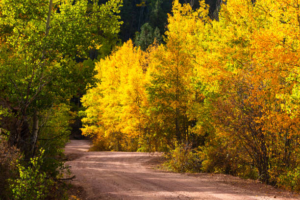 Aspen leaves turning to gold on a beautiful Colorado autumn morning on Phantom Canyon Drive.