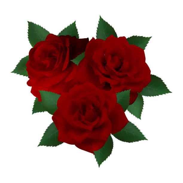 3 Red Roses Animation 190+ 3 Red Roses Stock Illustrations, Royalty-Free Vector Graphics ...
