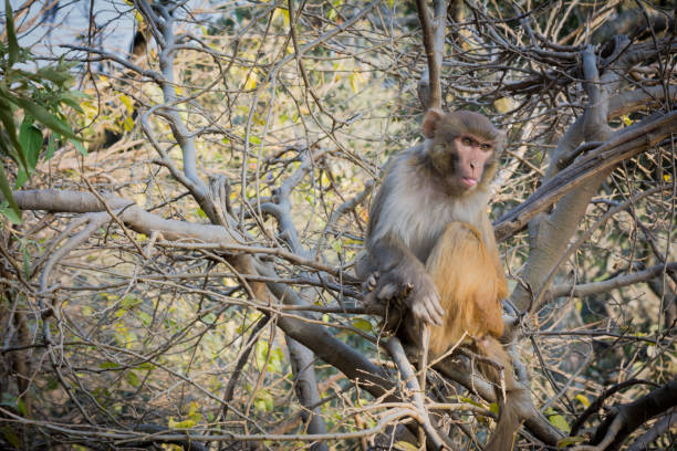 istock monkey on tree on summer day nature green background / beautiful monkey looking for food on the tree in the national park - common Asia monkey brown fur 1090540024